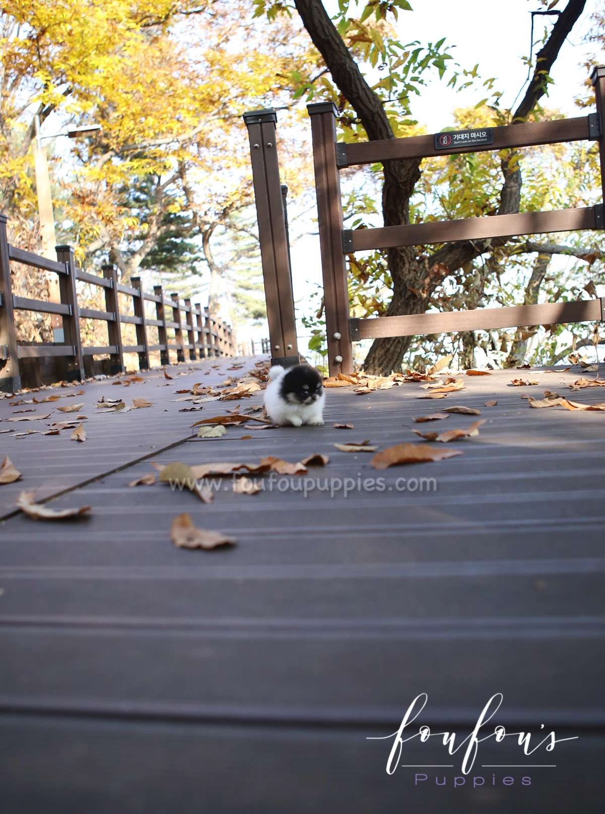 Rovine - Pomeranian F.