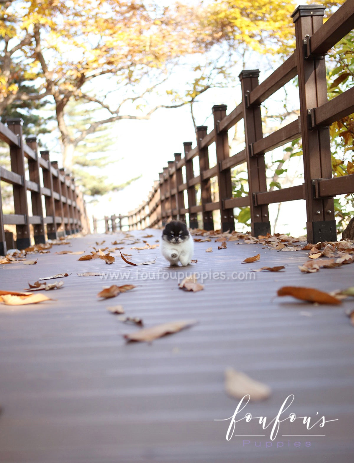 Rovine - Pomeranian F.