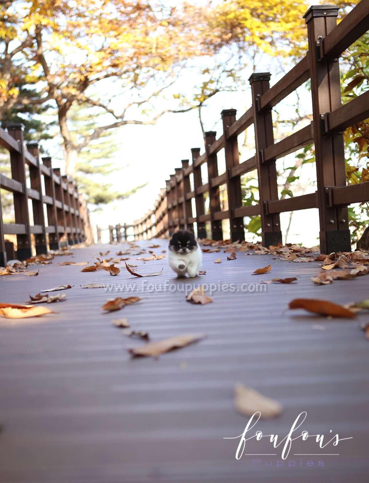 Rovine - Pomeranian F.