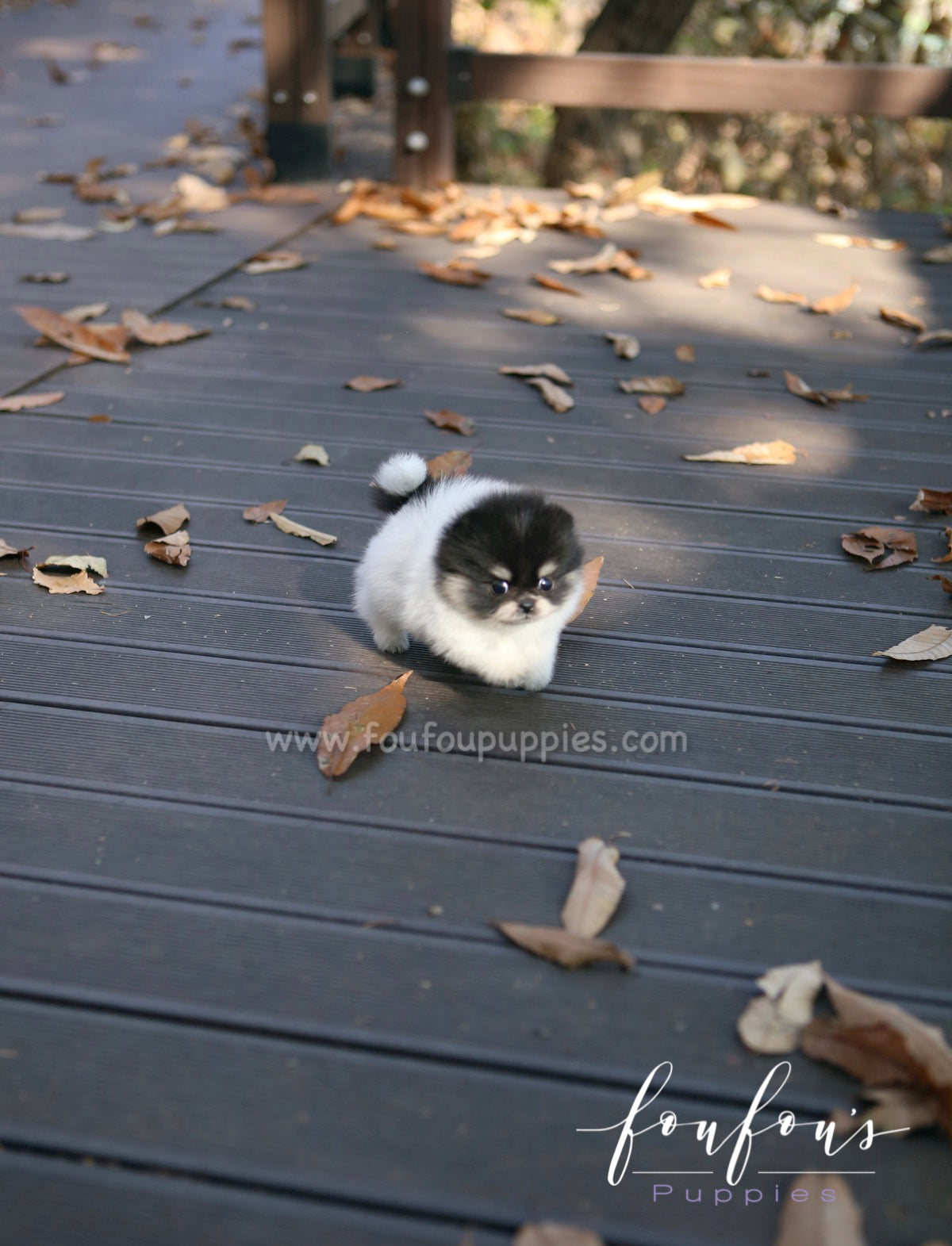 Rovine - Pomeranian F.