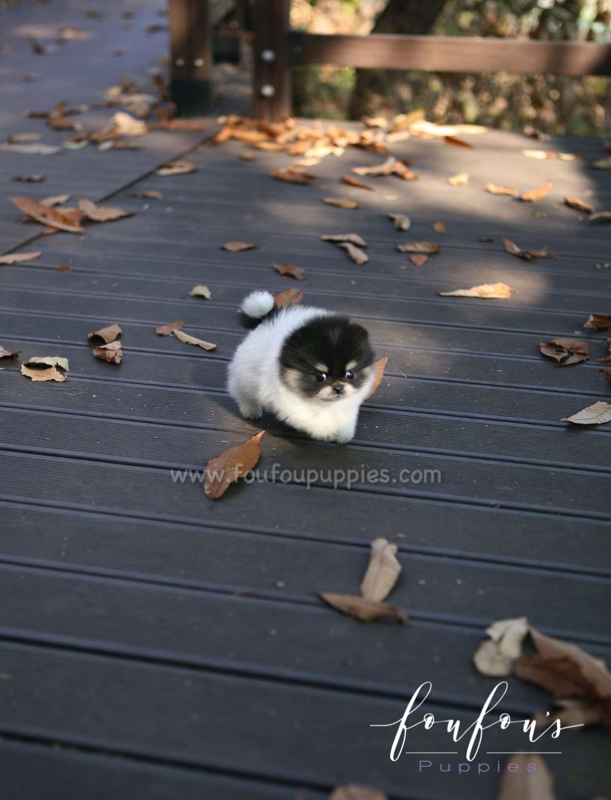 Rovine - Pomeranian F.