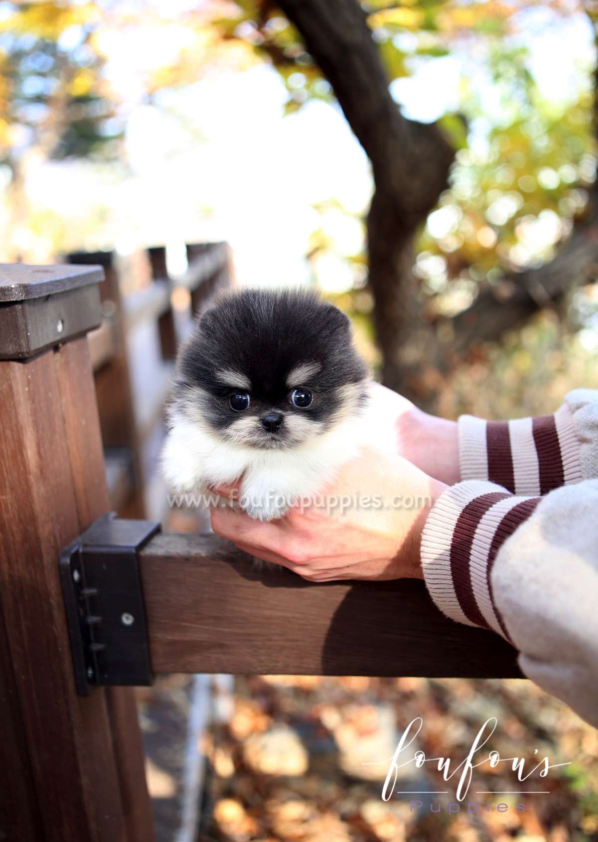 Rovine - Pomeranian F.
