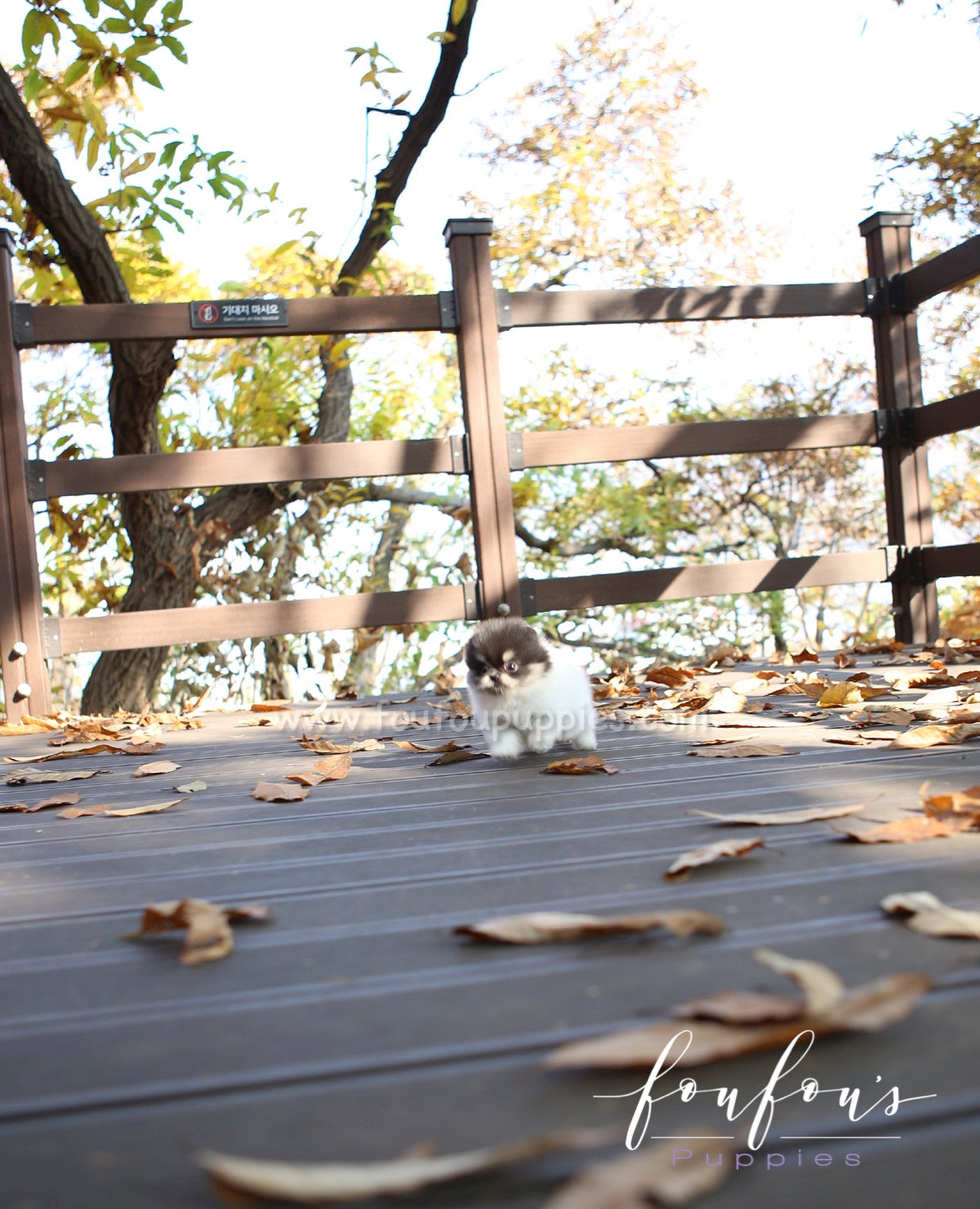 Rovine - Pomeranian F.