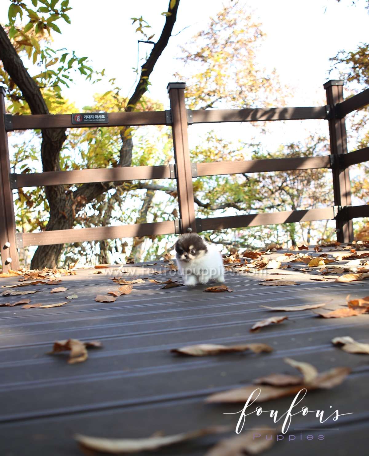 Rovine - Pomeranian F.