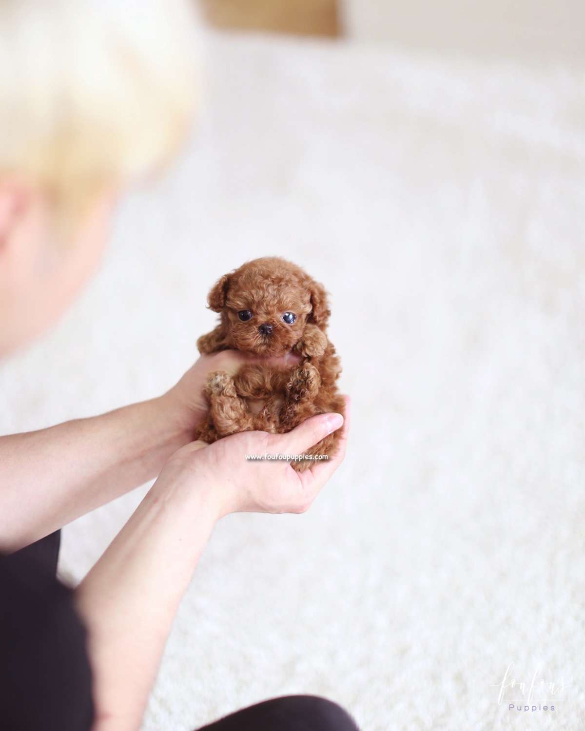 Riri - Poodle F.