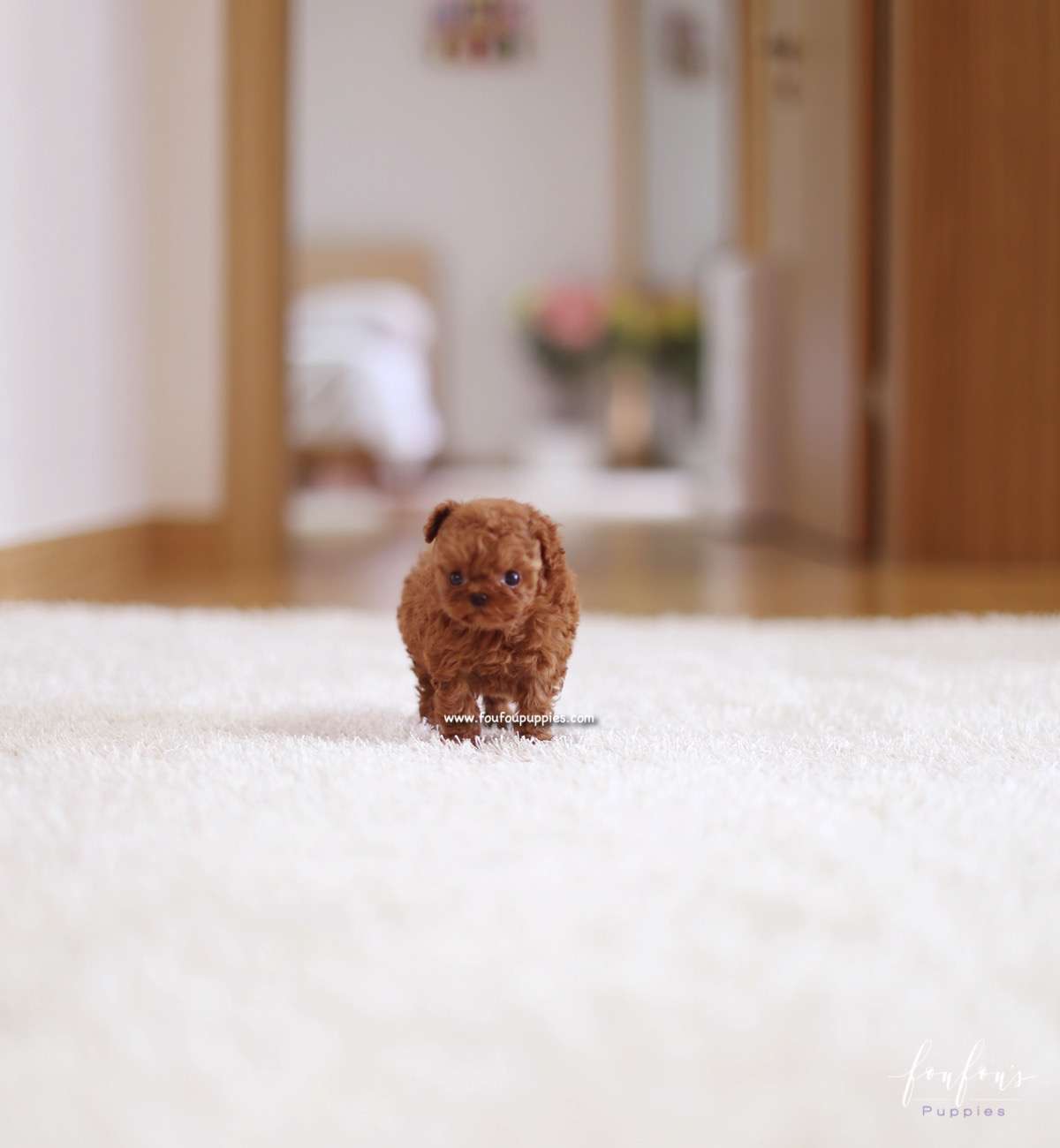 Riri - Poodle F.