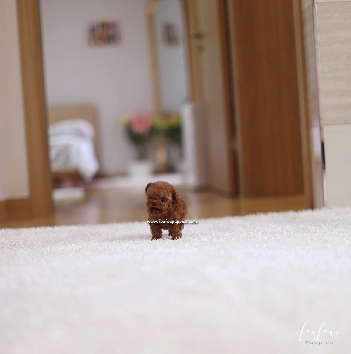 Riri - Poodle F.