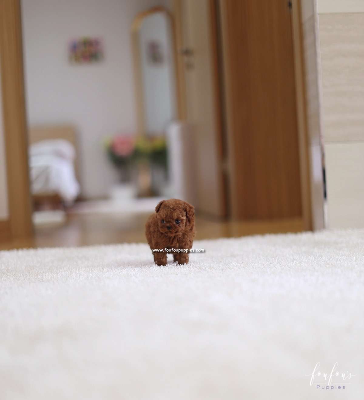 Riri - Poodle F.