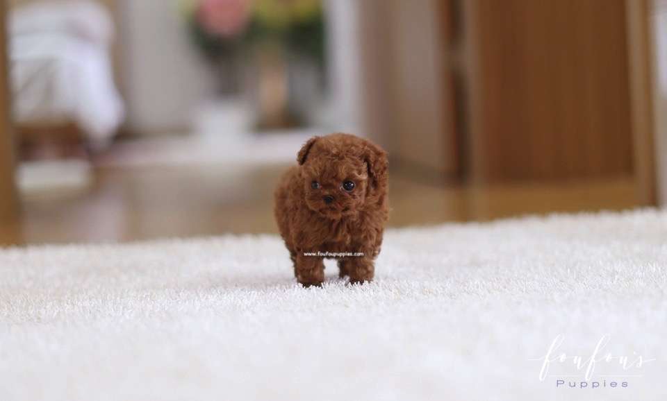 Riri - Poodle F.