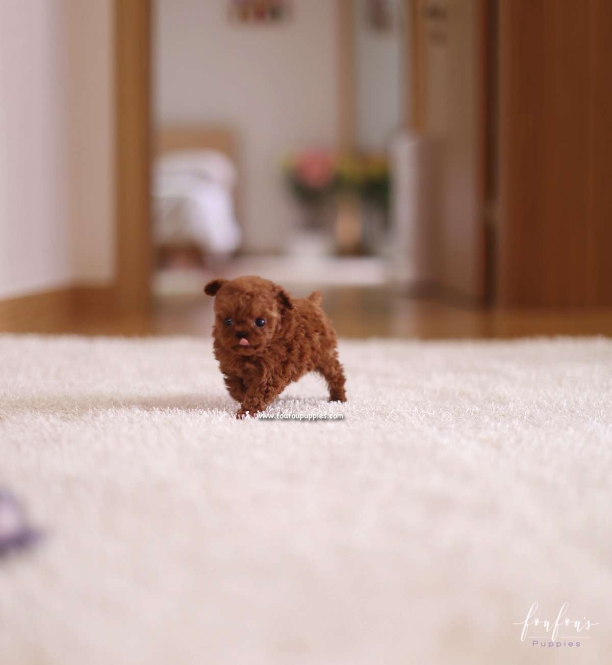 Riri - Poodle F.