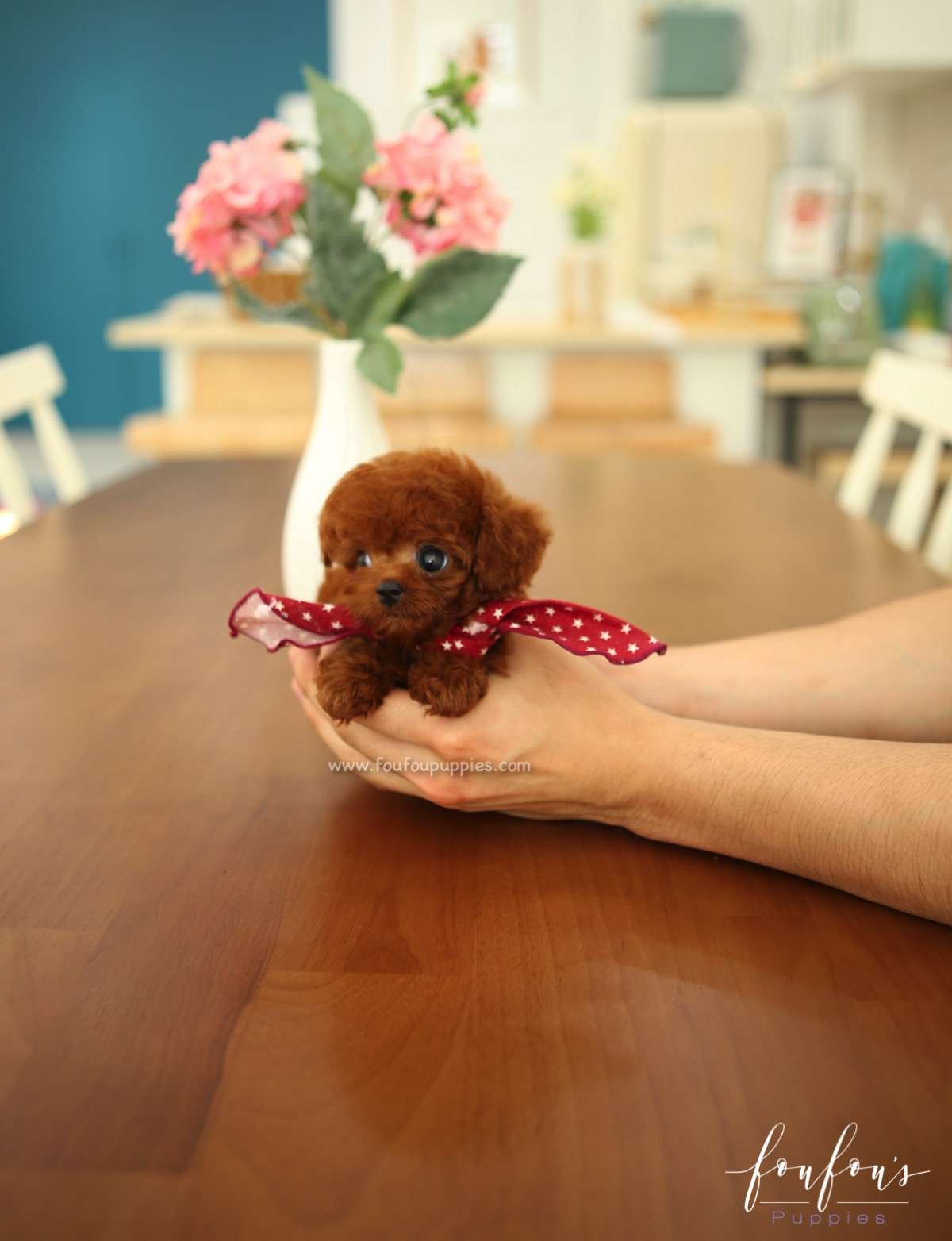 Ruben - Poodle M.