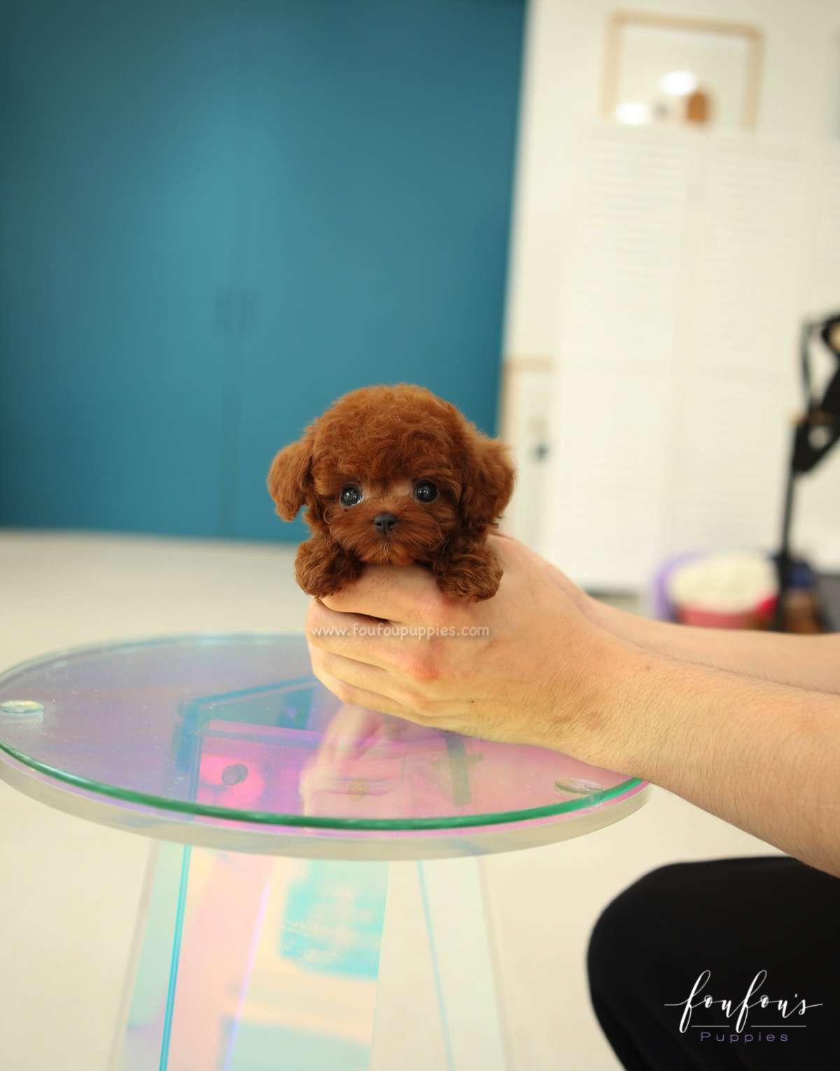 Ruben - Poodle M.