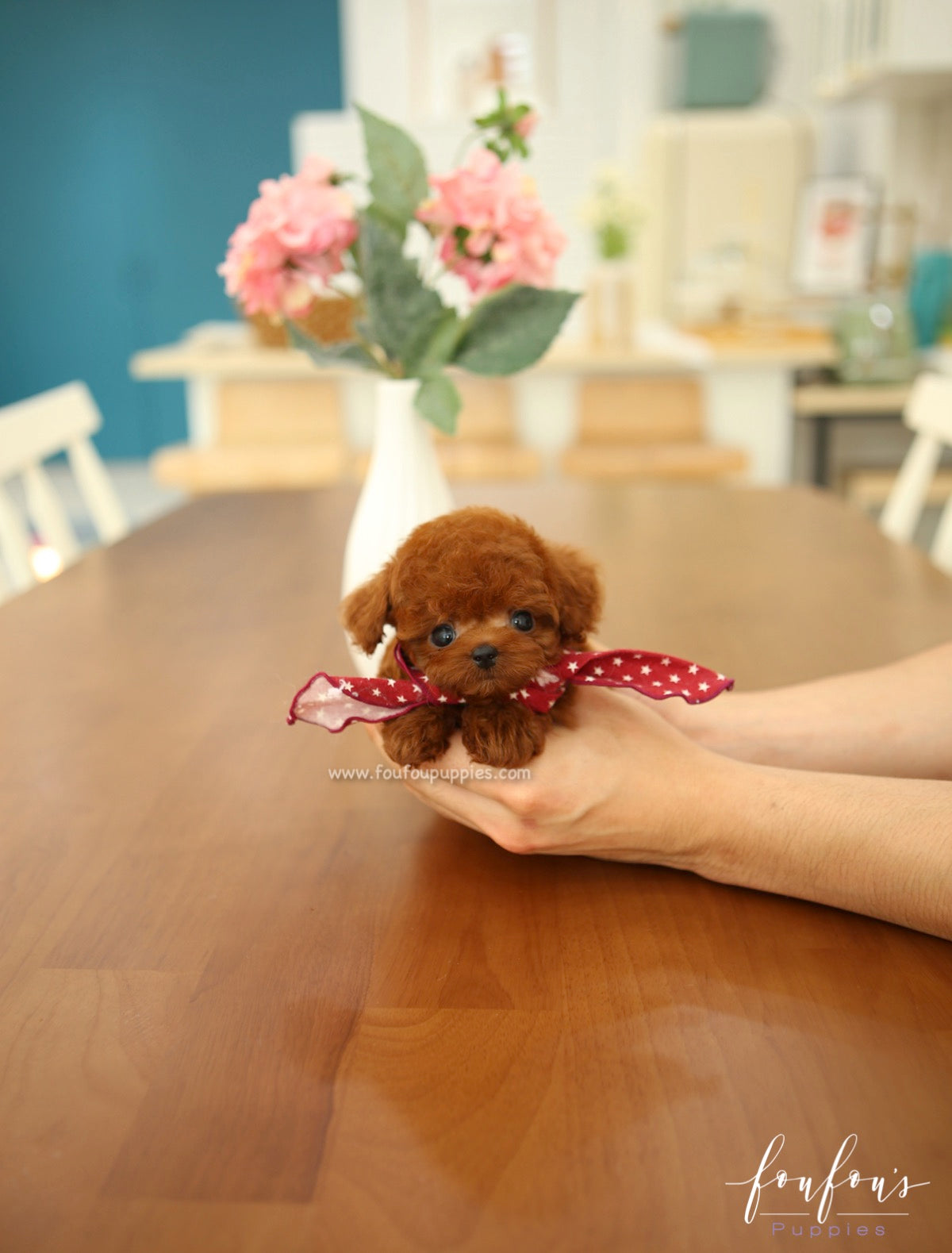 Ruben - Poodle M.