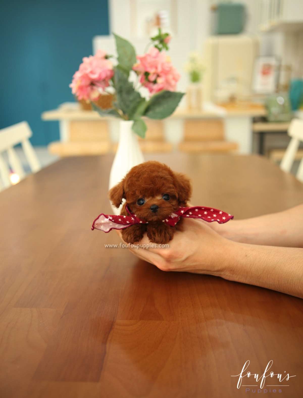 Ruben - Poodle M.