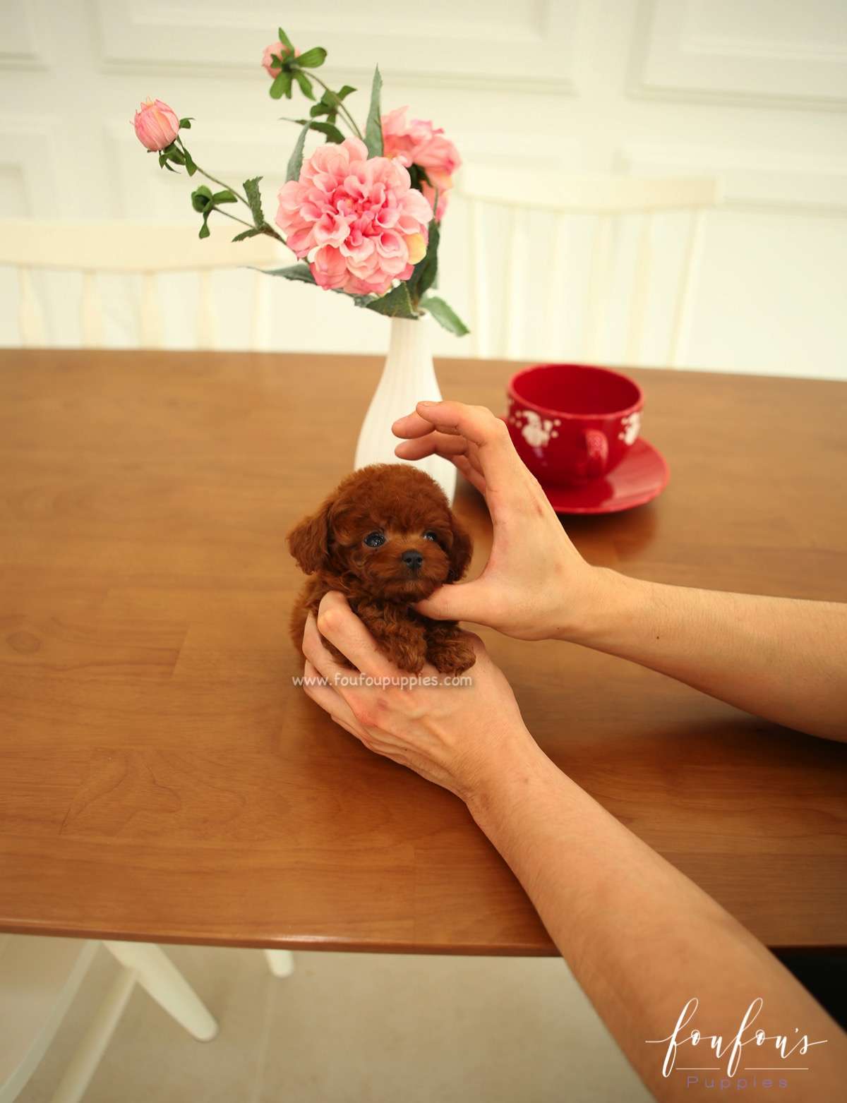 Ruben - Poodle M.