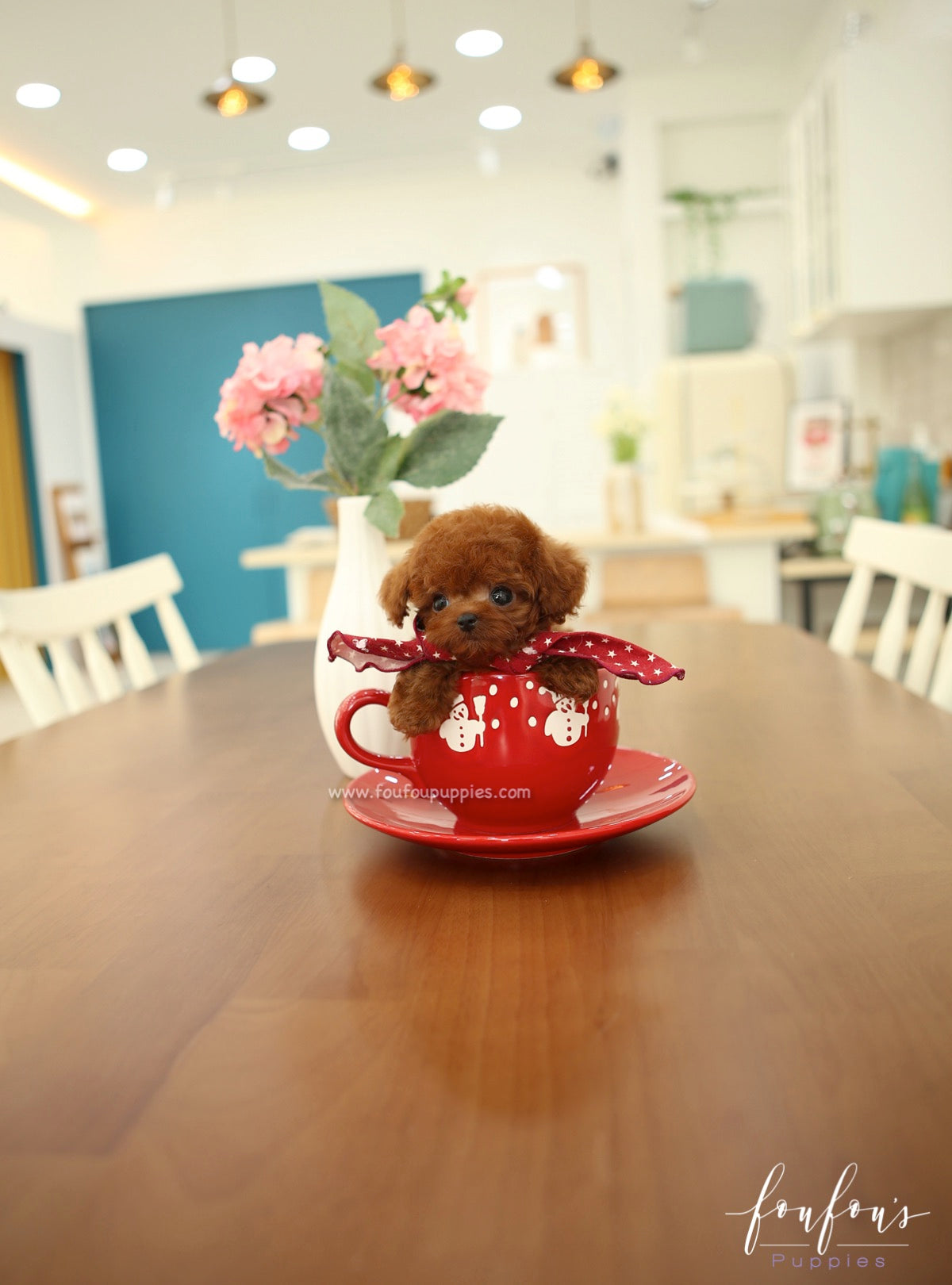 Ruben - Poodle M.