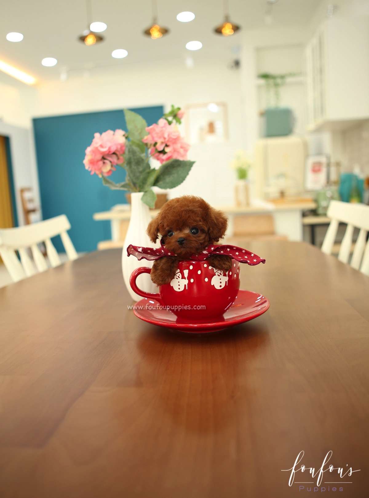 Ruben - Poodle M.