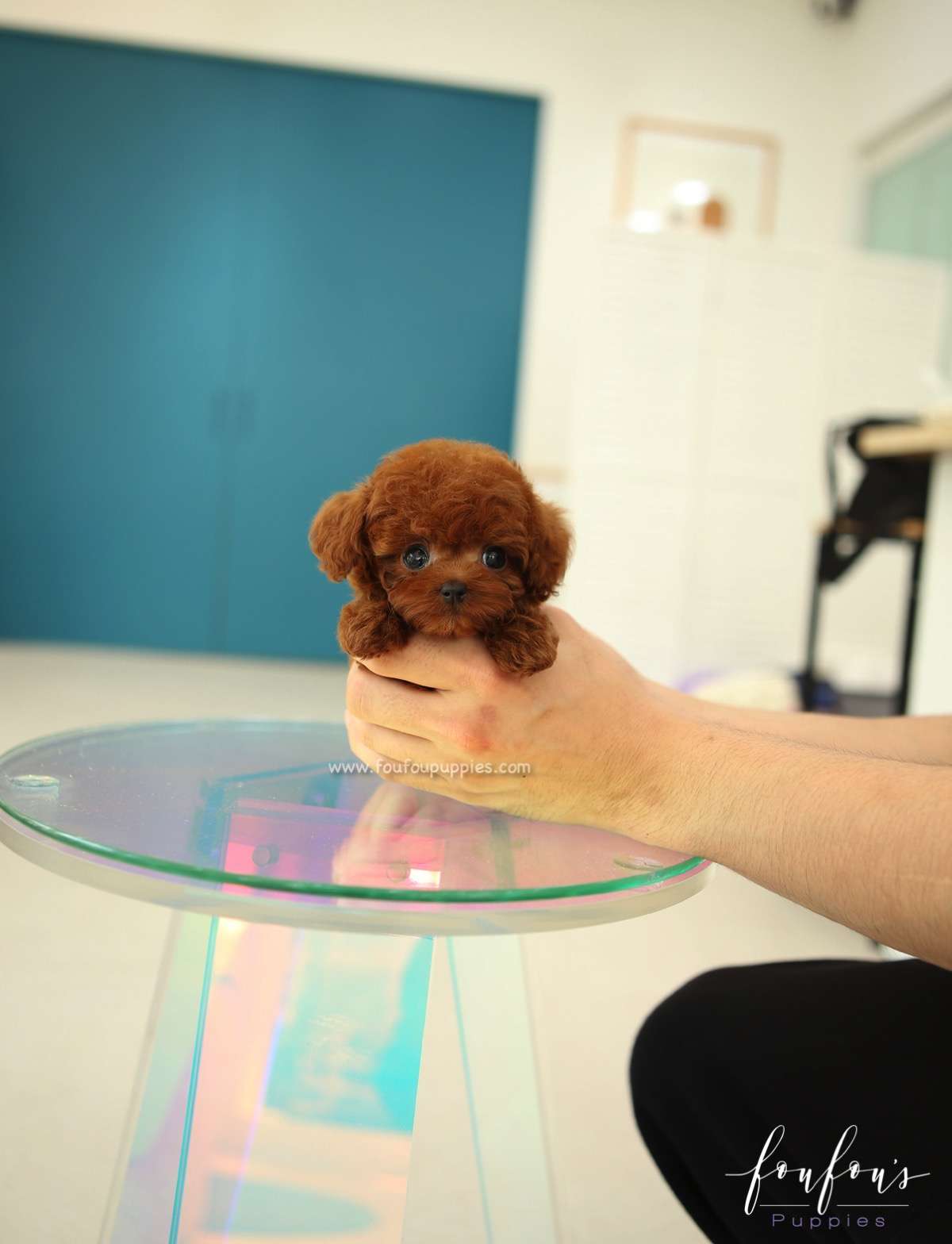 Ruben - Poodle M.