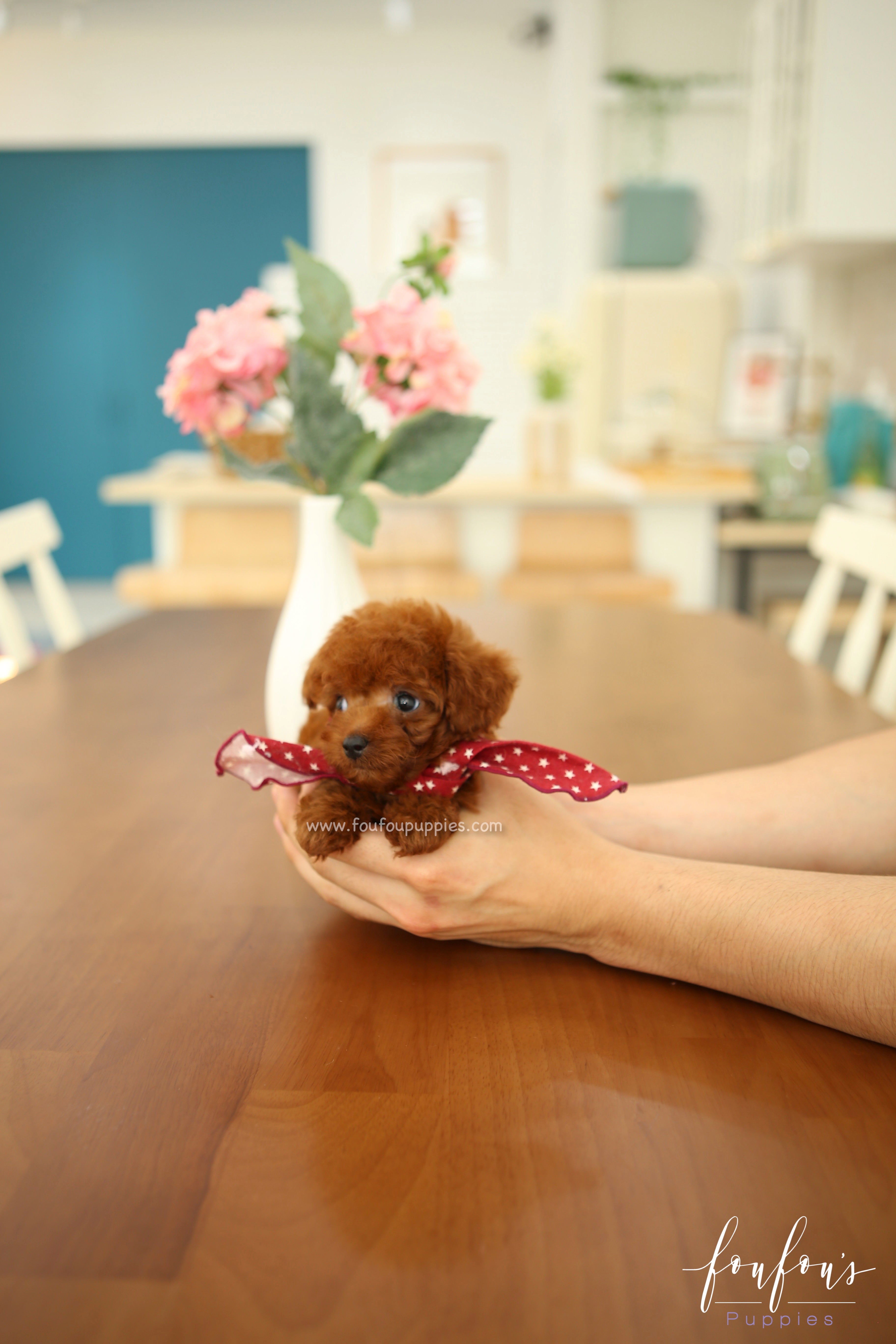 Ruben - Poodle M.