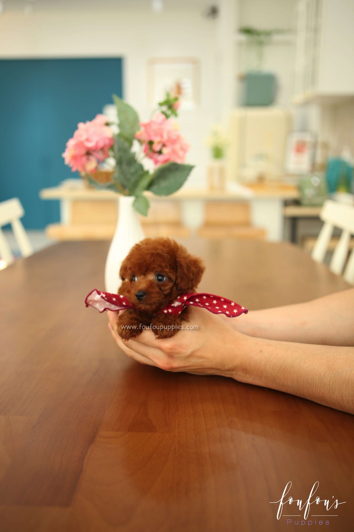 Ruben - Poodle M.