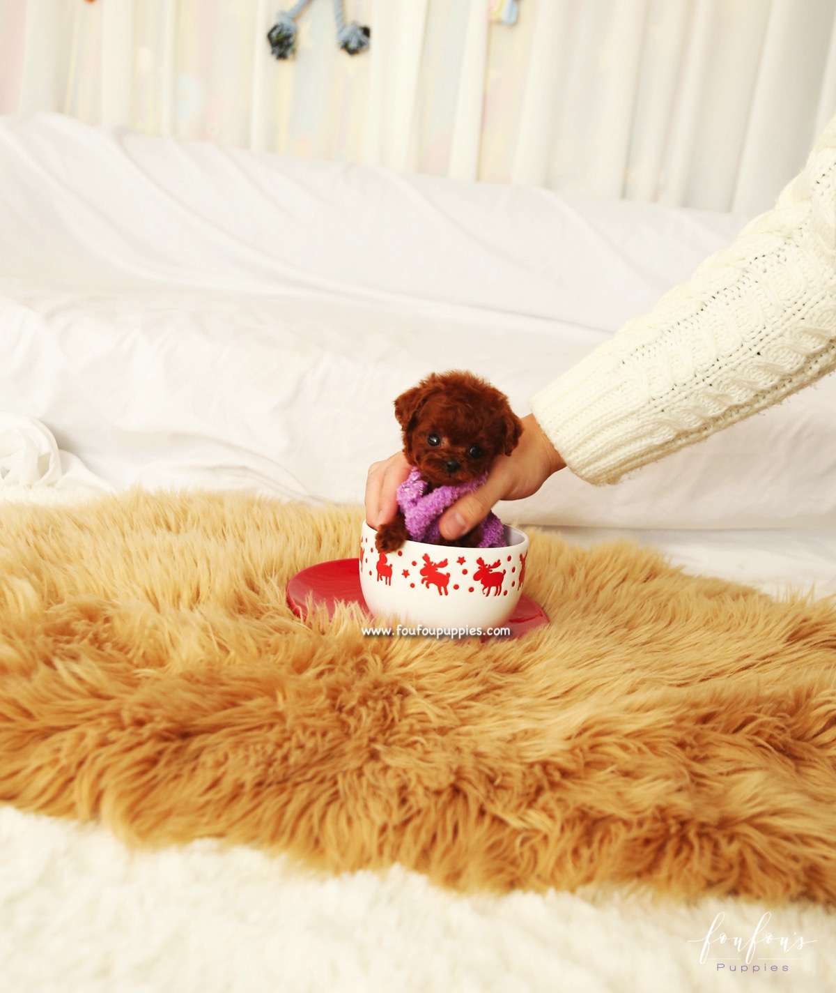 Cookie - Poodle F.