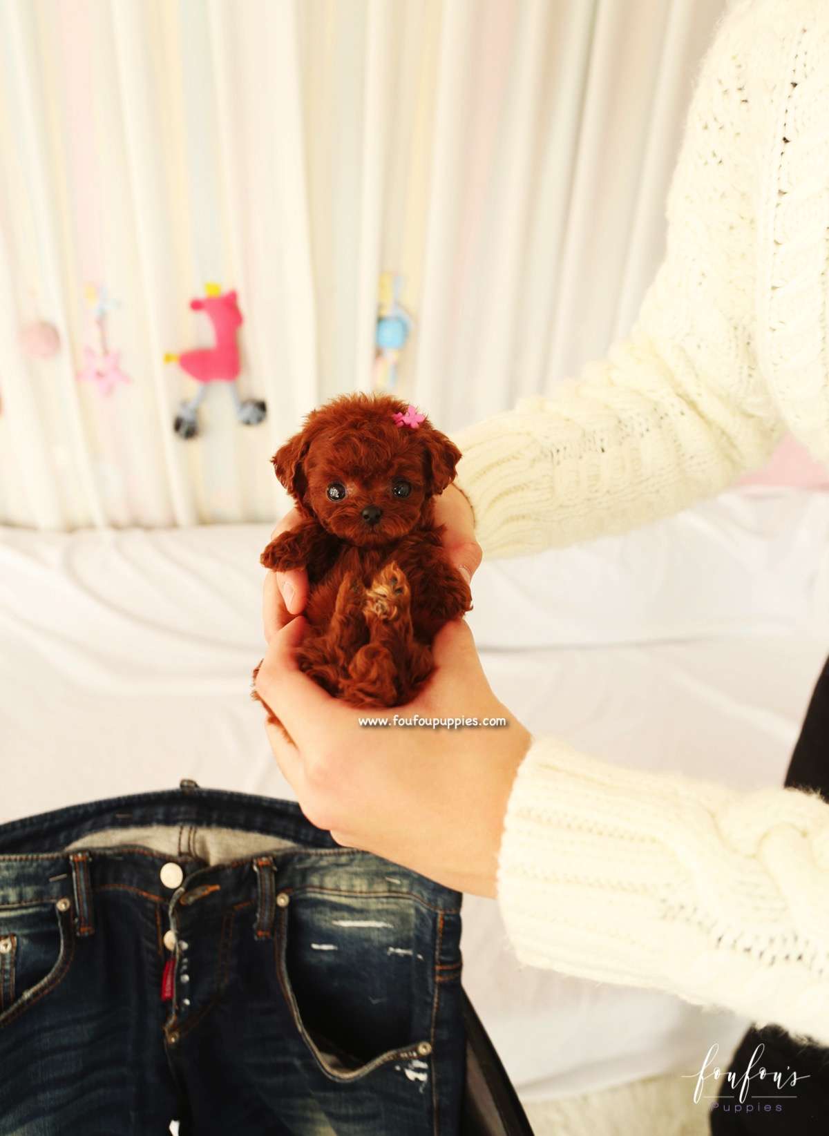 Cookie - Poodle F.