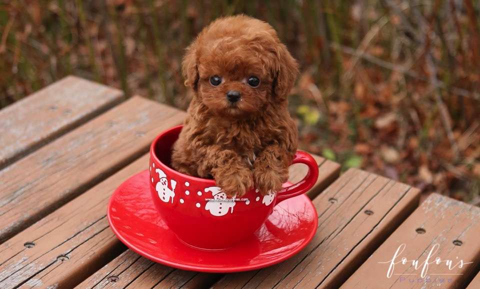 Noodles - Poodle F.