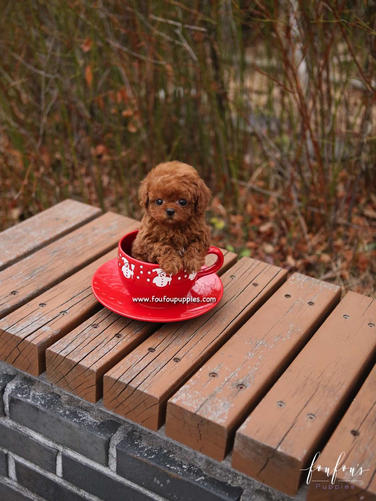 Noodles - Poodle F.