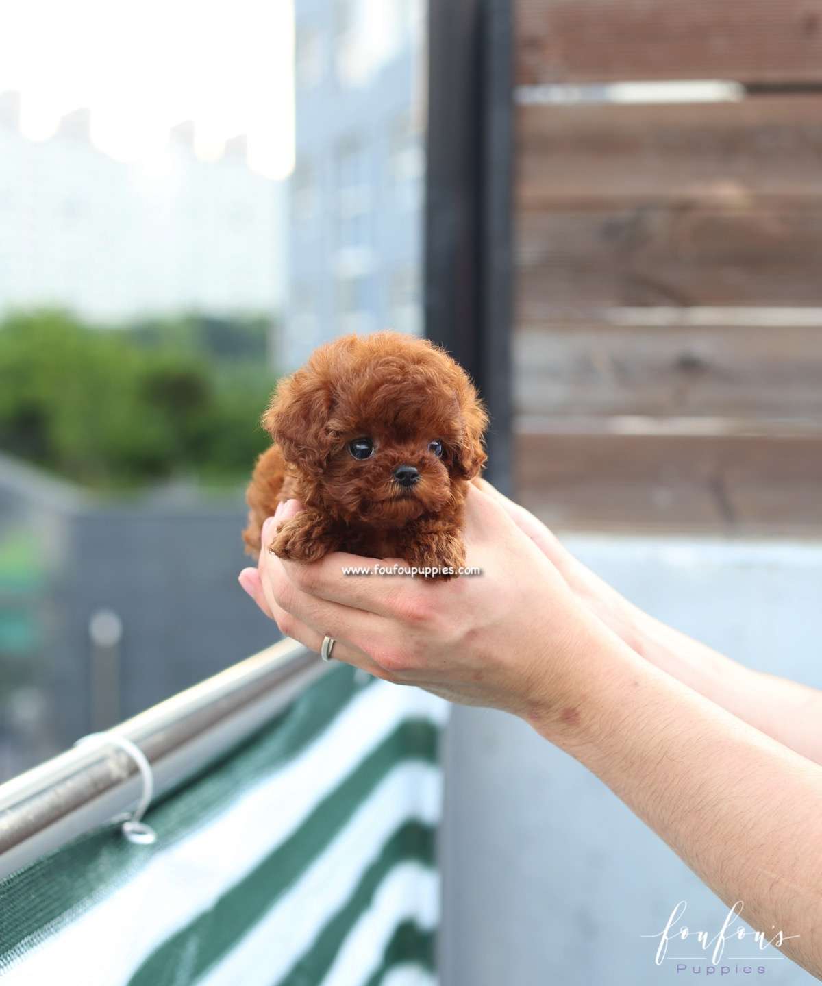 Lux - Poodle F.