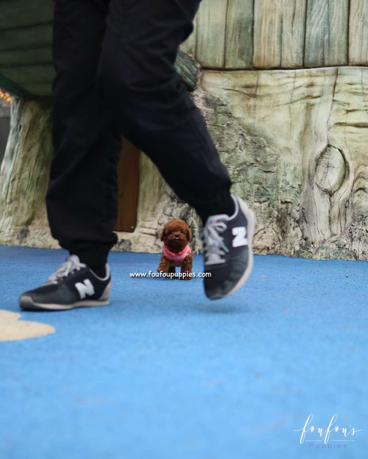 Noodles - Poodle F.