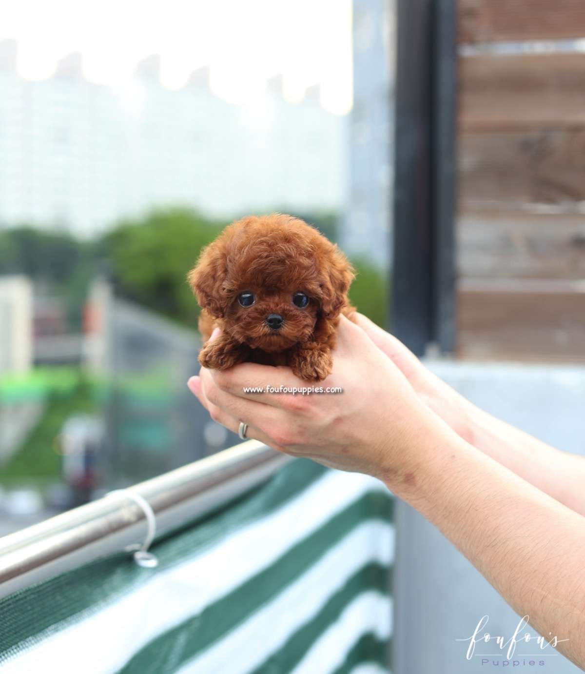 Lux - Poodle F.