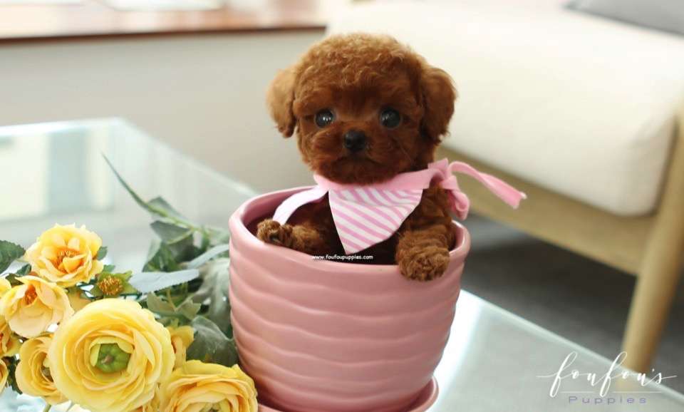 Ruby - Poodle F.