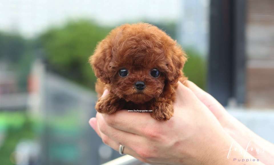 Lux - Poodle F.