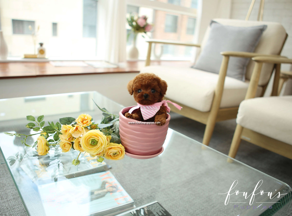 Ruby - Poodle F.