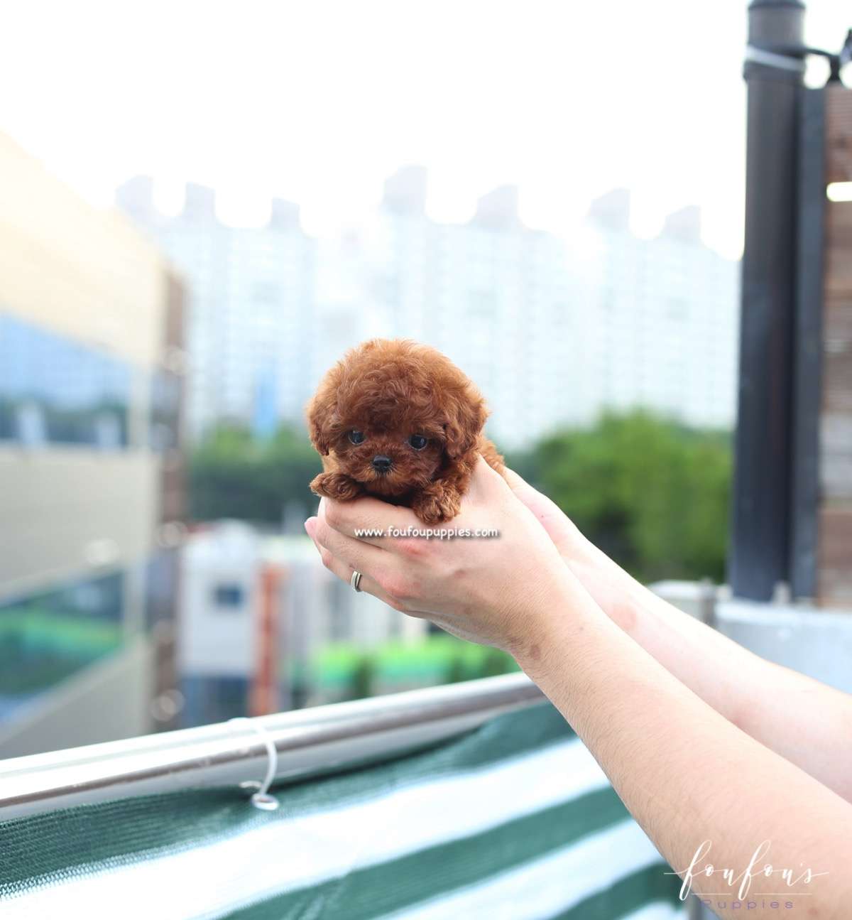 Lux - Poodle F.