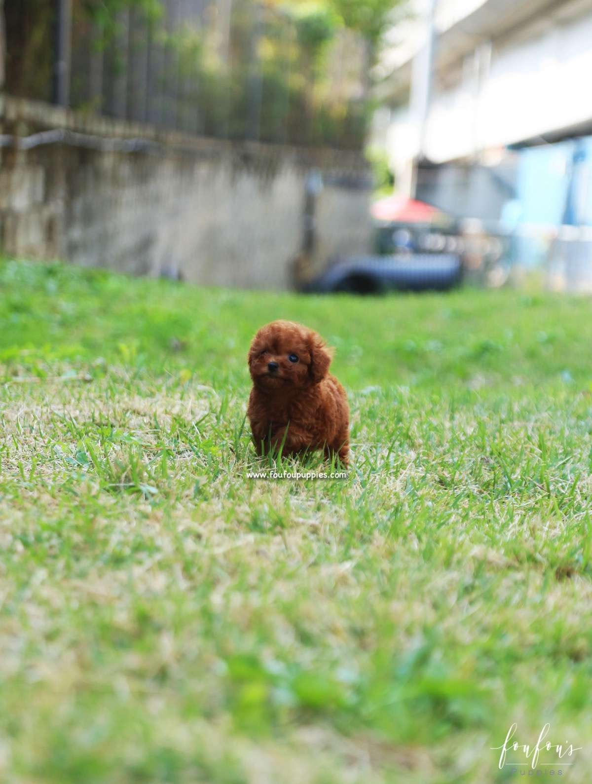Ruby - Poodle F.