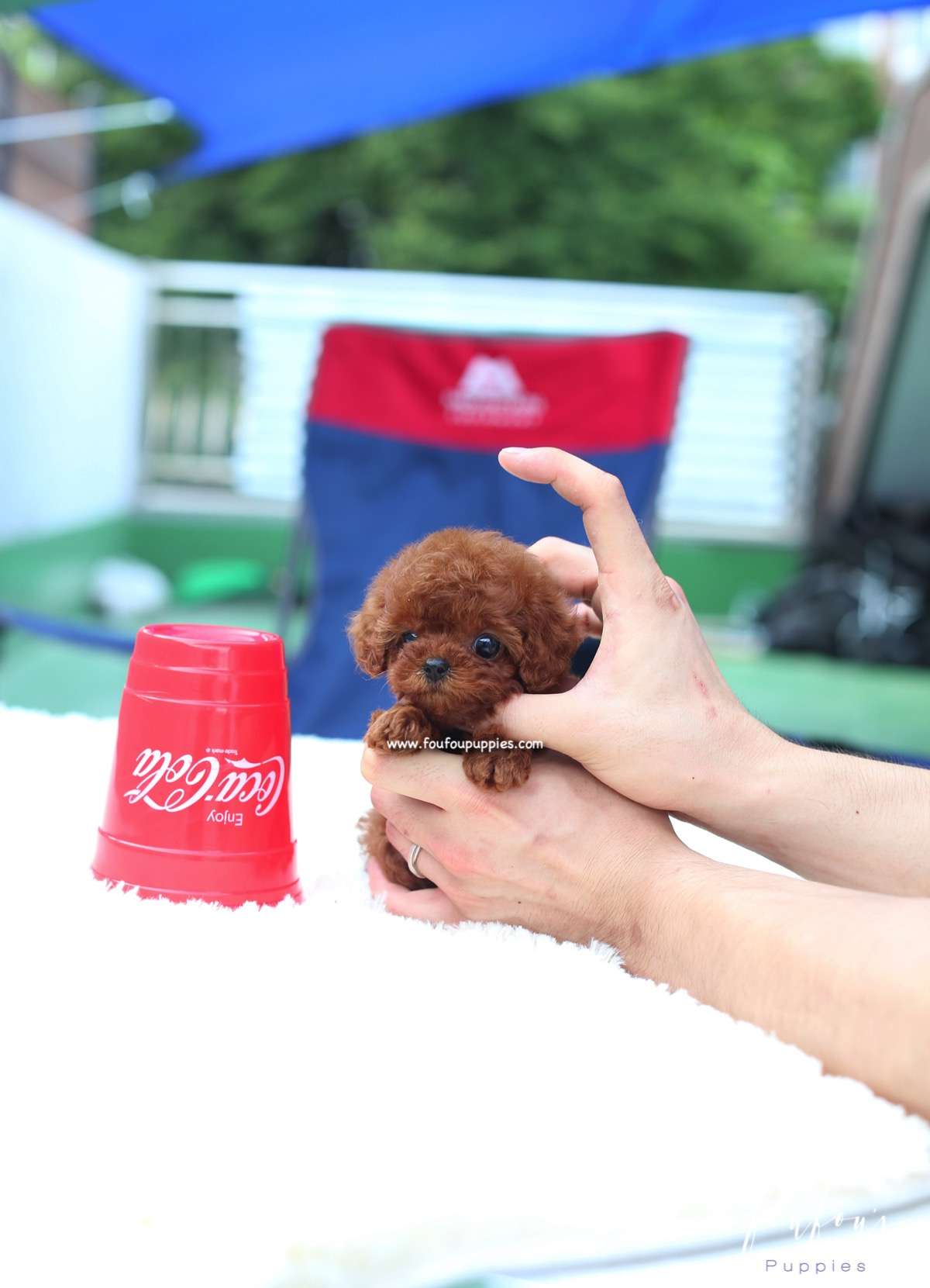 Lux - Poodle F.