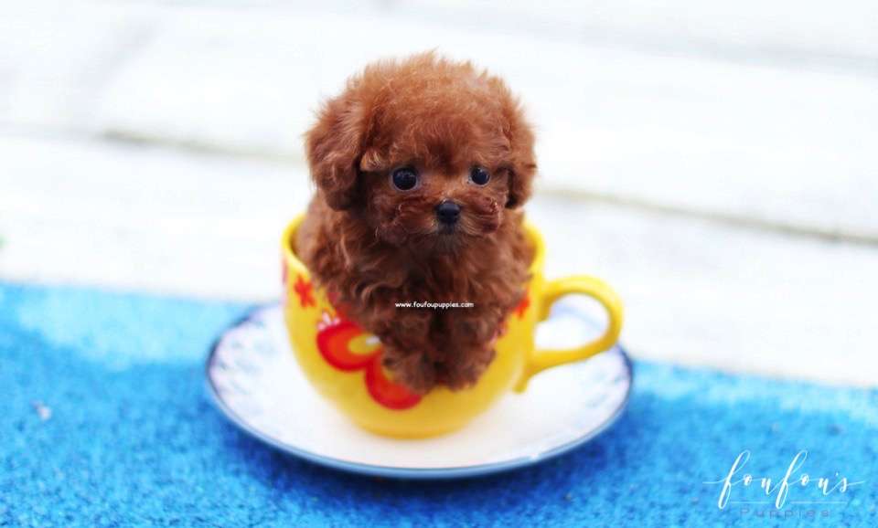 Ruby - Poodle F.