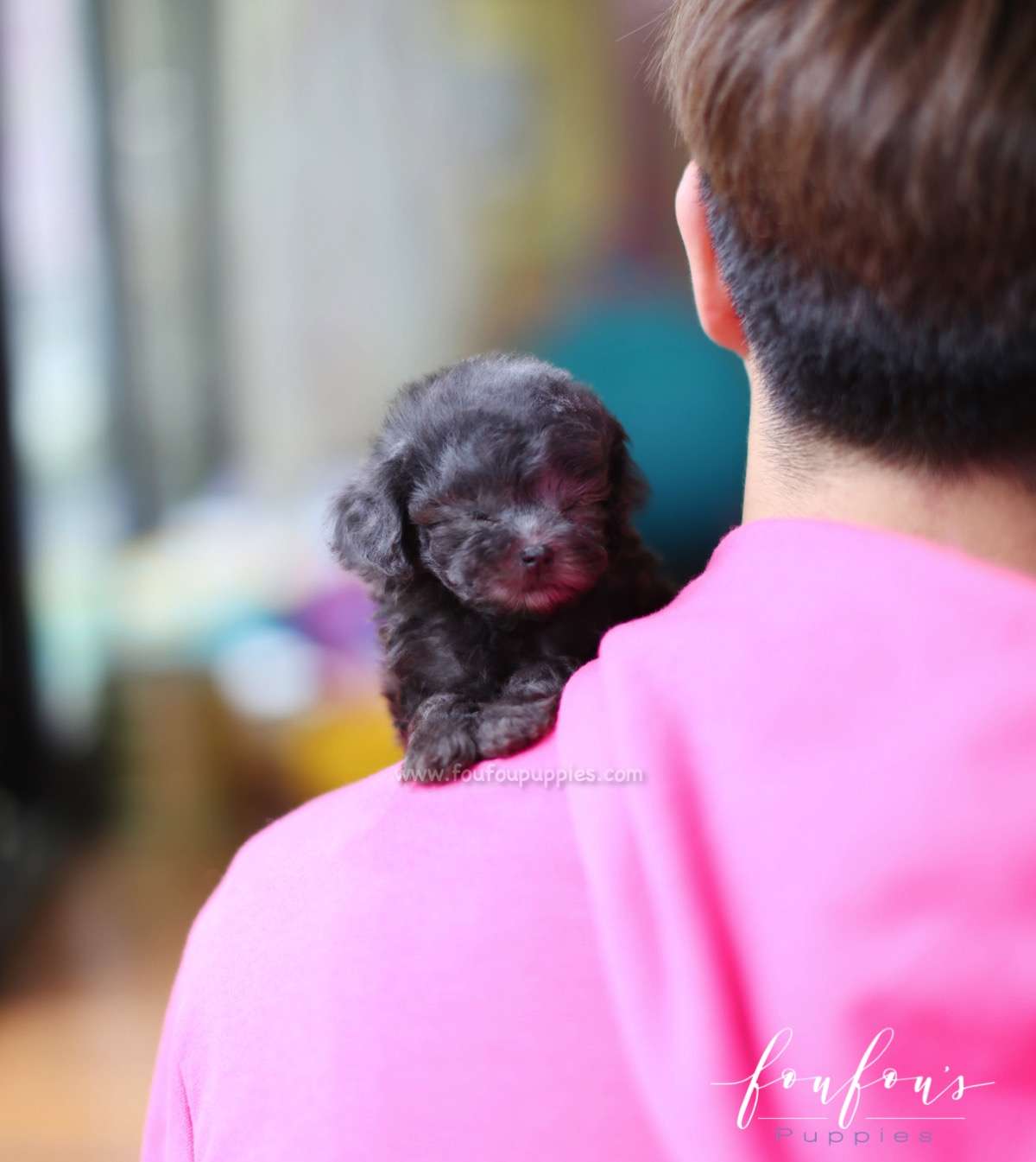 Cookie - Poodle F.