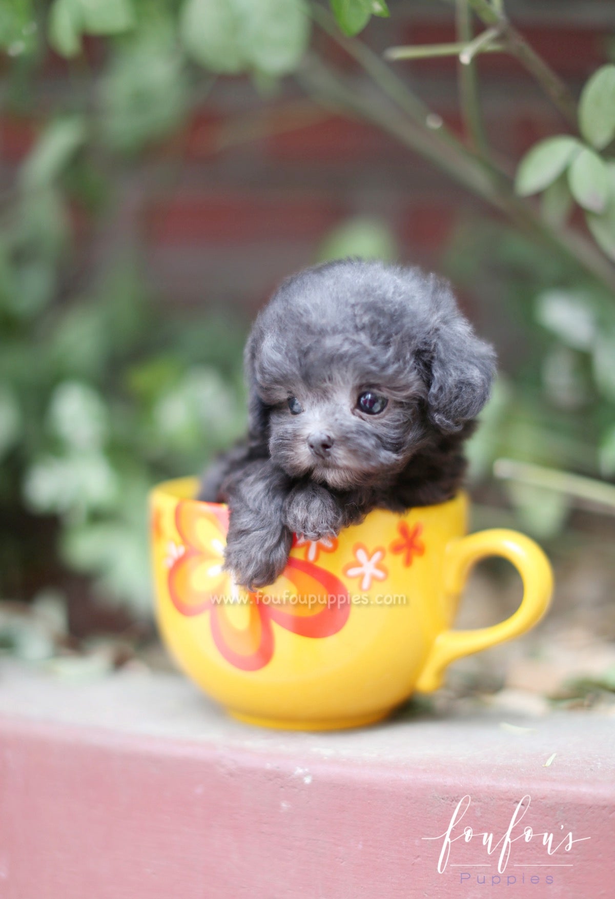 Cookie - Poodle F.
