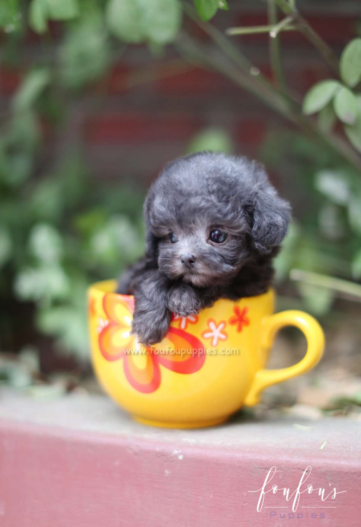 Cookie - Poodle F.