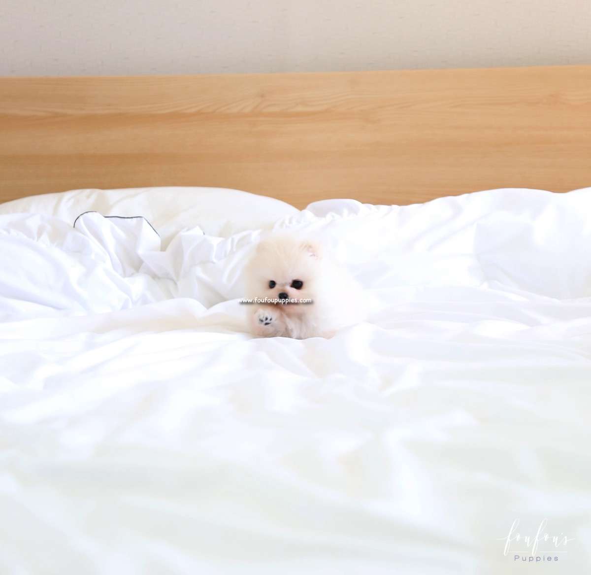 London - Pomeranian M.