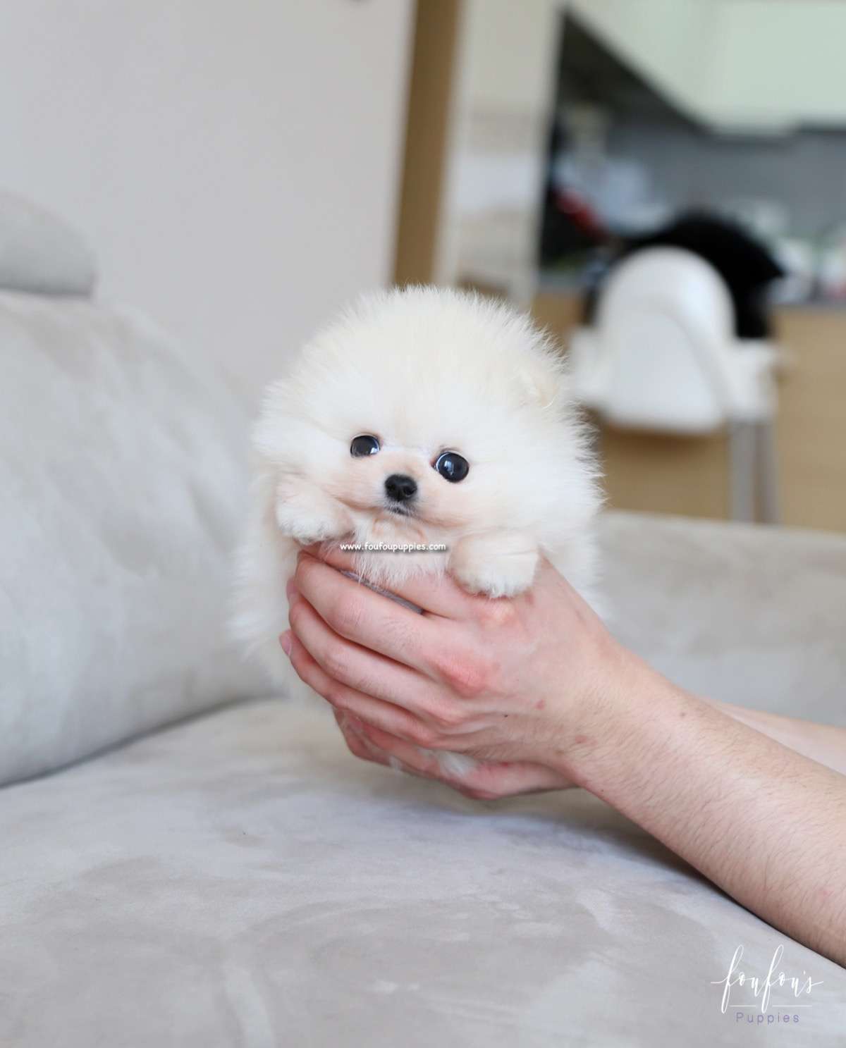 London - Pomeranian M.