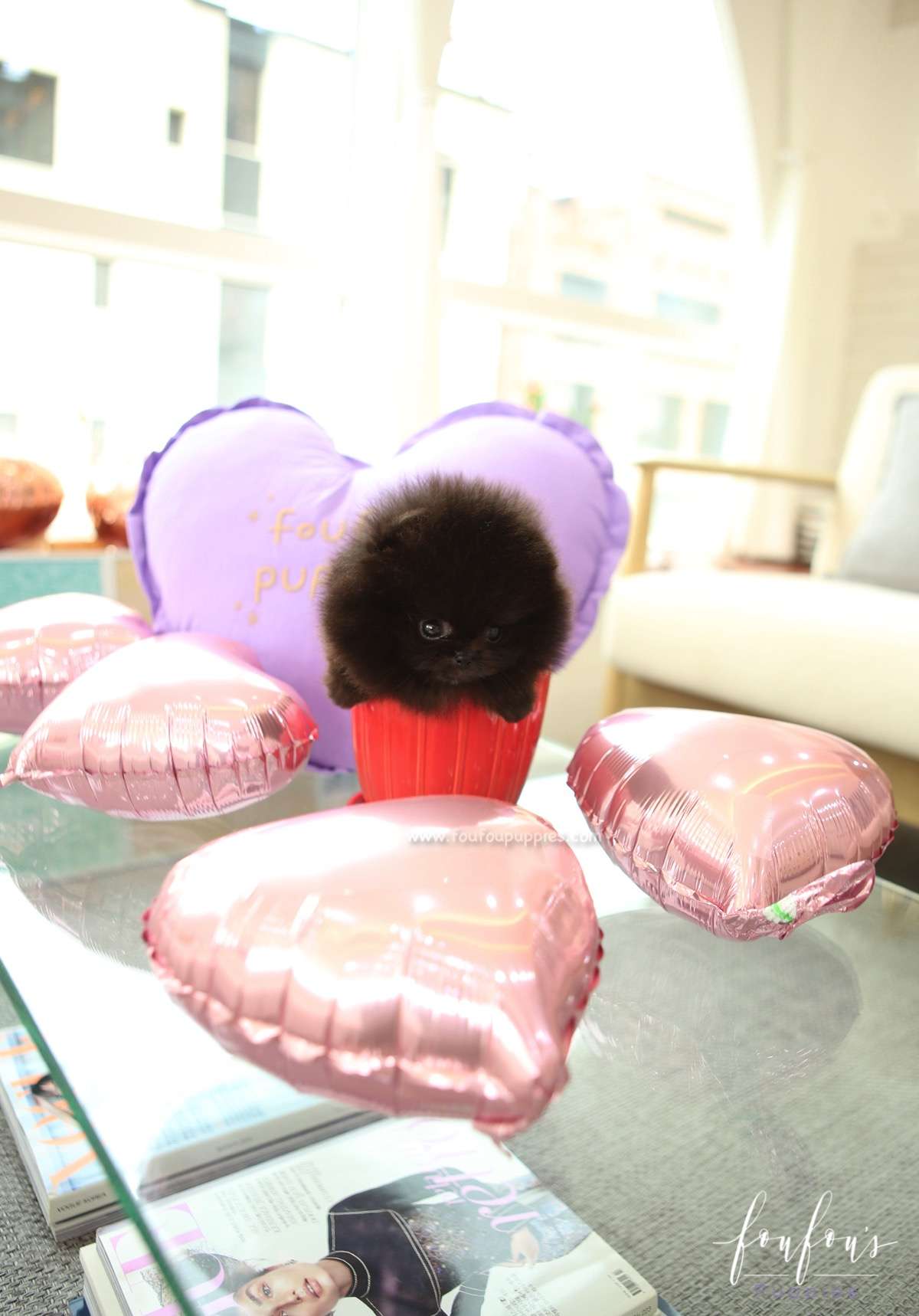 Mae - Pomeranian F.