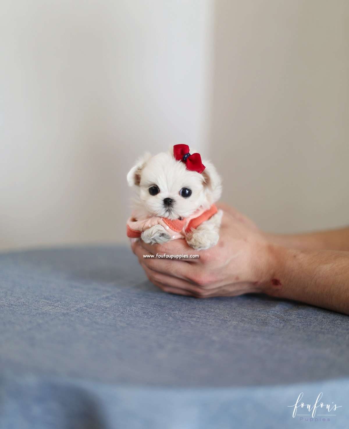 Dolly - Maltese F.