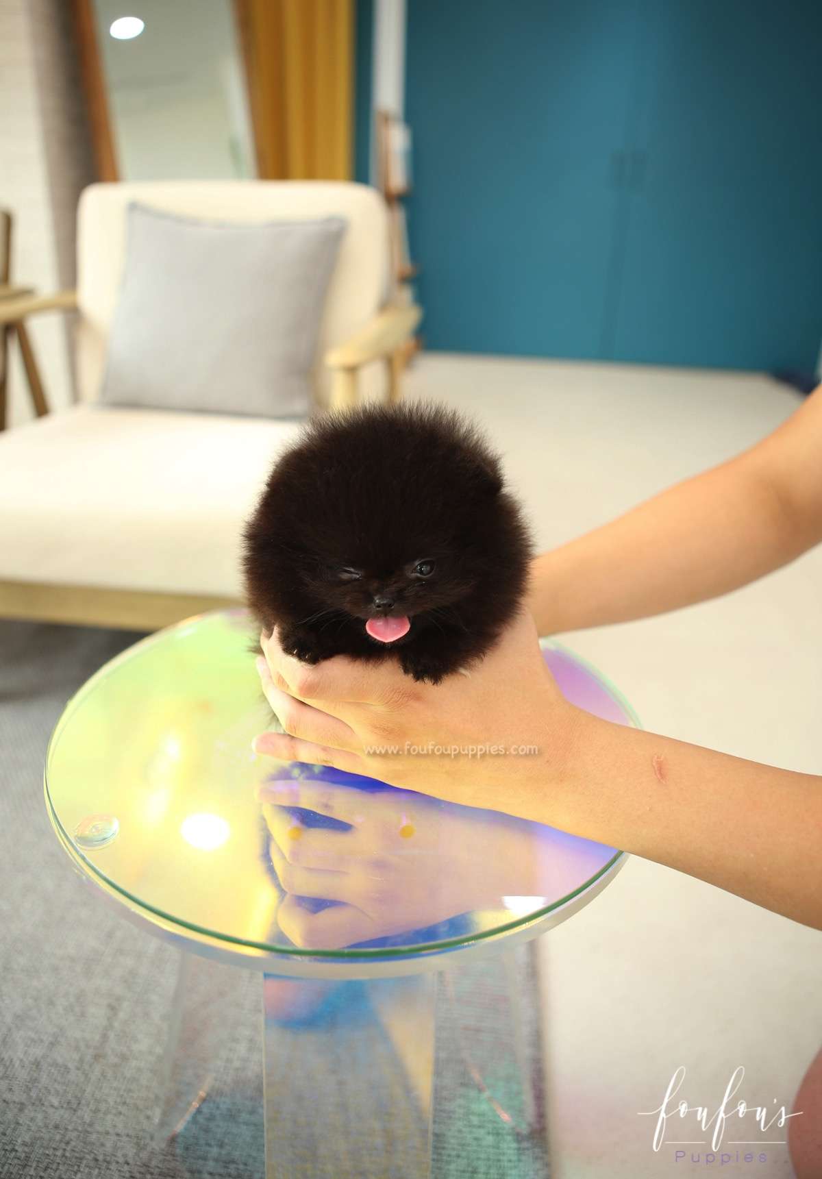 Mae - Pomeranian F.