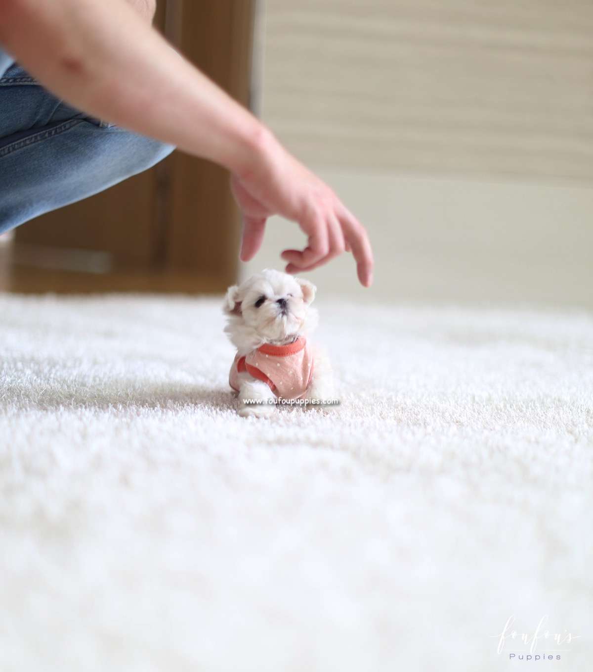 Dolly - Maltese F.