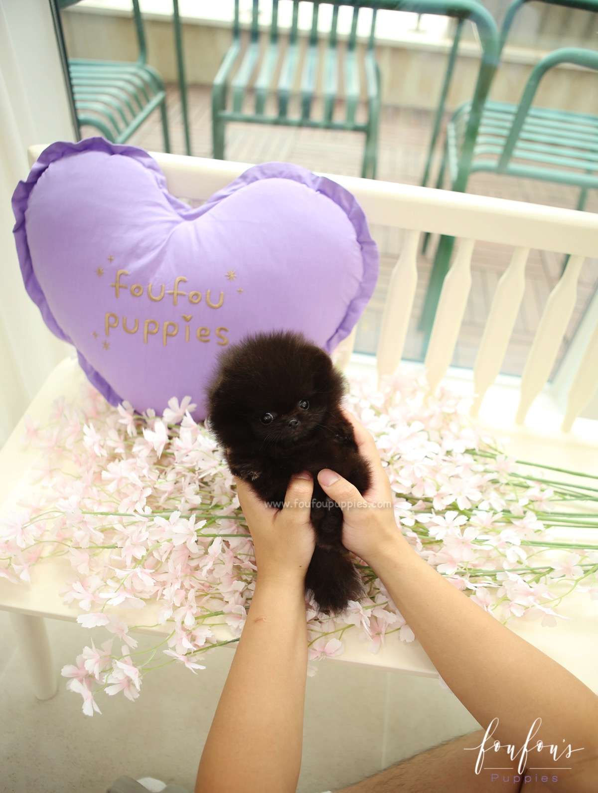 Mae - Pomeranian F.