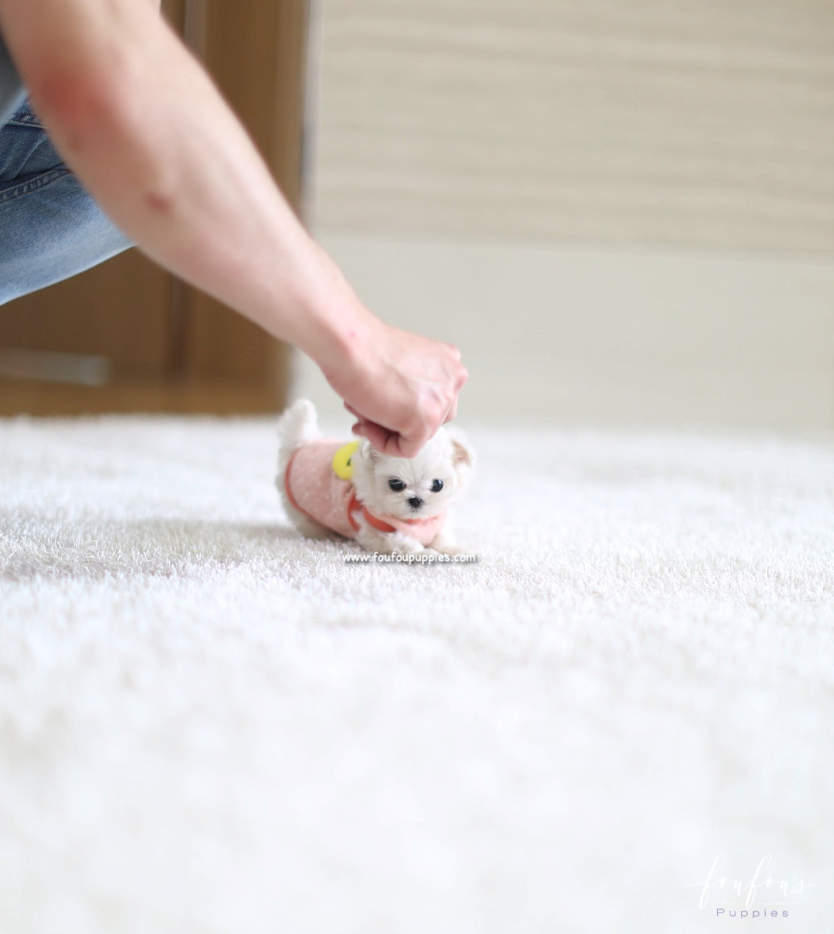 Dolly - Maltese F.