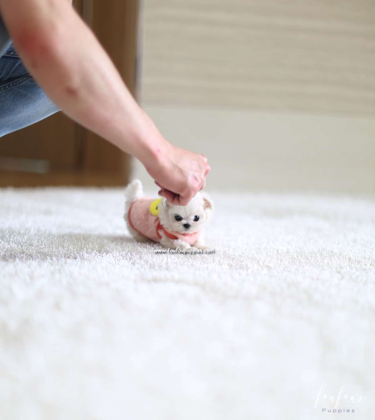 Dolly - Maltese F.